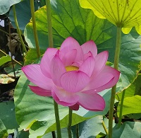 lotus_profile